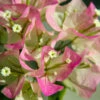 Thai Delight Bougainvillea -Fast Growing Trees Shop Bougainvillea Thai FGT 600x600 d6b29cf6 b979 48df 8763 85911721860b