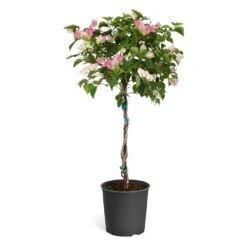 Thai Delight Bougainvillea -Fast Growing Trees Shop Bougainvillea Thai tree