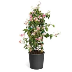 Thai Delight Bougainvillea -Fast Growing Trees Shop Bougainvillea Thai trellis