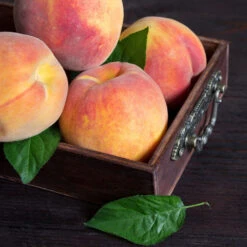 Bounty Peach Tree -Fast Growing Trees Shop Bounty Peach 3