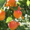 Bounty Peach Tree -Fast Growing Trees Shop Bounty Peach 600x600 ee4d2b5f 3ab5 4cf8 b1cb 748f957a658b