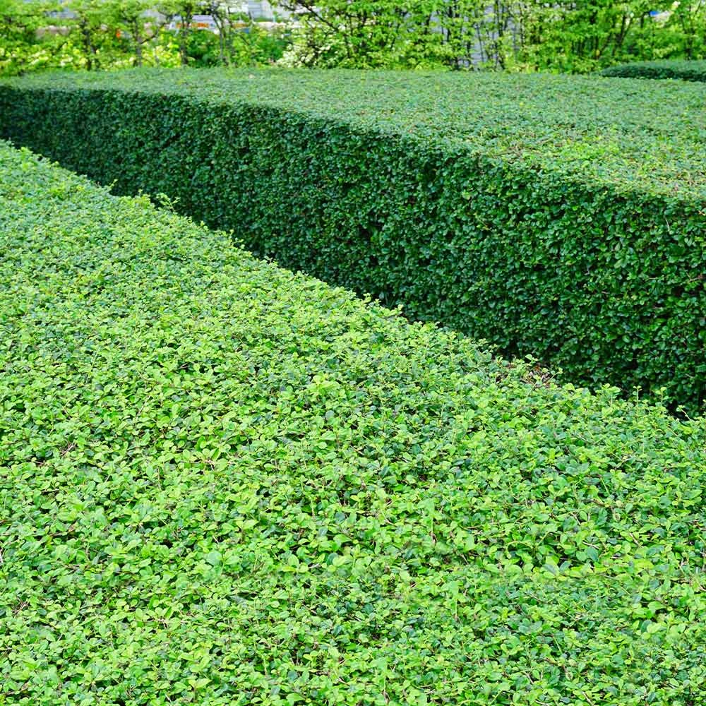 Titan Boxwood Shrub 6 Titan Boxwood Shrub - Image 6