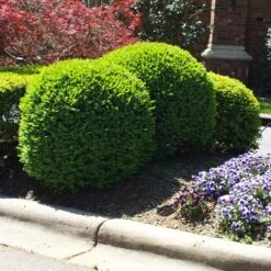 Titan Boxwood Shrub 10 Titan Boxwood Shrub -Fast Growing Trees Shop Boxwood Titan 3 FGT
