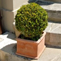 Titan Boxwood Shrub 8 Titan Boxwood Shrub -Fast Growing Trees Shop Boxwood Titan 6