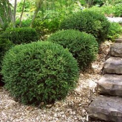 Wintergreen Boxwood Shrub -Fast Growing Trees Shop Boxwood Wintergreen 2