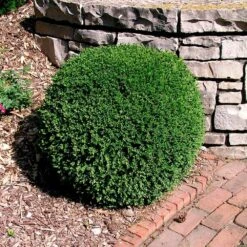 Wintergreen Boxwood Shrub -Fast Growing Trees Shop Boxwood Wintergreen 3