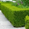 Wintergreen Boxwood Shrub -Fast Growing Trees Shop Boxwood Wintergreen FGT 600x600 10158886 b792 4bb8 b281 b08950f0913a
