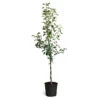 Braeburn & Gala Twisted Apple Tree -Fast Growing Trees Shop Braeburn Gala Twisted Apple Tree 600x600 68b45608 86c4 45df a88d 1630d60d164f