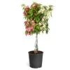 Bi-Color Bougainvillea Tree -Fast Growing Trees Shop Braided BiColor Bougainvillea