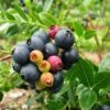 Bushel And Berry® Blueberry Glaze™ Blueberry Bush -Fast Growing Trees Shop BrazelBerries Blueberry Glaze Blueberry 350w