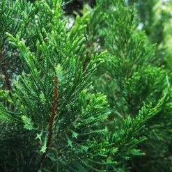 Brodie Eastern Red Cedar Tree -Fast Growing Trees Shop Broadie Eastern Red Cedar 1 FGT