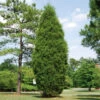 Brodie Eastern Red Cedar Tree -Fast Growing Trees Shop Broadie Eastern Red Cedar FGT 600x600 ebc0e218 8a8b 4127 a8e6 f6b95e60613a