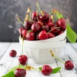 Brooks Cherry Tree -Fast Growing Trees Shop Brooks Cherry Tree 5 FGT