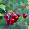 Brooks Cherry Tree -Fast Growing Trees Shop Brooks Cherry Tree FGT 600x600 c14f7662 057d 4ad8 bdf3 163b62195ec3