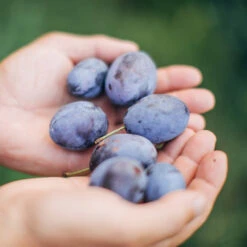 Brooks Plum Tree -Fast Growing Trees Shop Brooks Plum 3