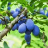 Brooks Plum Tree -Fast Growing Trees Shop Brooks Plum 600x600 dbabda0f fd58 4a5e 853b c051820ba0d6