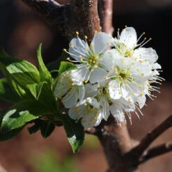 Bubblegum 'Toka' Plum Tree -Fast Growing Trees Shop Bubblegum Toka Plum 4