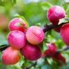 Bubblegum 'Toka' Plum Tree -Fast Growing Trees Shop Bubblegum Toka Plum 600x600 3fd2eab2 a788 4765 814b 781f19339254