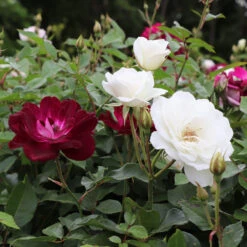 Burgundy Iceberg And Iceberg Two-fer® Rose Tree 7 Burgundy Iceberg And Iceberg Two-fer® Rose Tree -Fast Growing Trees Shop Burgandy Iceburg ROse Tree 1