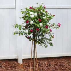 Burgundy Iceberg And Iceberg Two-fer® Rose Tree 6 Burgundy Iceberg And Iceberg Two-fer® Rose Tree -Fast Growing Trees Shop Burgandy Iceburg ROse Tree 4
