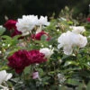 Burgundy Iceberg And Iceberg Two-fer® Rose Tree -Fast Growing Trees Shop Burgandy Iceburg ROse Tree 600x600 7408cf92 533a 4304 9224 4b16542c1c73