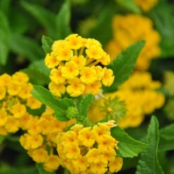 Chapel Hill Yellow Lantana -Fast Growing Trees Shop CHapel Hill gold lantana 1