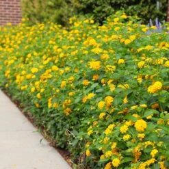 New Gold Lantana -Fast Growing Trees Shop CHapel Hill gold lantana 4