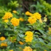 Chapel Hill Yellow Lantana -Fast Growing Trees Shop CHapel Hill gold lantana FGT 600x600 26668dbd be70 4cd5 a0b3 f0a276652a04