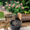 Cherish Rose Tree -Fast Growing Trees Shop CHerish Rose Tree 600x600 b551c3a5 d832 4cbe 9cbe 9626314e8eca
