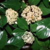 Chindo Sweet Viburnum Shrub -Fast Growing Trees Shop CHindo Viburnum 600x600 314dca2a 104d 46fa 8ff4 997bc28d247f