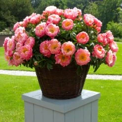 Coral Charm Peony -Fast Growing Trees Shop COral Charm Peony 1