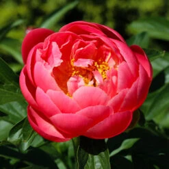 Coral Charm Peony -Fast Growing Trees Shop COral Charm Peony 3 FGT