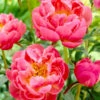 Coral Charm Peony -Fast Growing Trees Shop COral Charm Peony FGT 600x600 9d352988 e368 44f2 9b5e a7e1f35c0e88