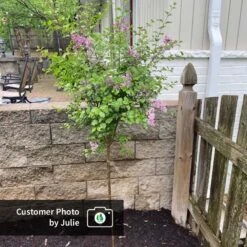 Dwarf Korean Lilac Tree -Fast Growing Trees Shop CPB DwarfKoreanLilacTree Julie ugc test