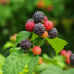 Cumberland Black Raspberry -Fast Growing Trees Shop CUmberland Black RAspberry 1 FGT