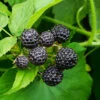 Cumberland Black Raspberry 6 Cumberland Black Raspberry -Fast Growing Trees Shop CUmberland Black RAspberry 5 FGT