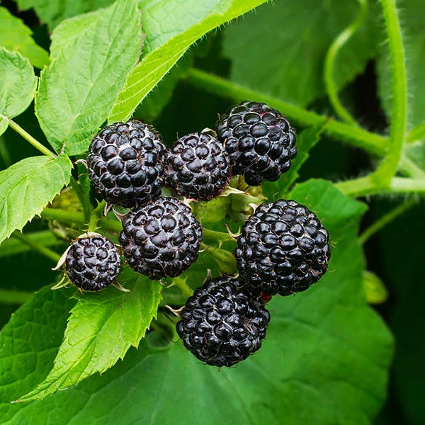 Fast Growing Trees Shop -Fast Growing Trees Shop CUmberland Black RAspberry FGT 600x600 9d1c526f bb8e 46de b03f 730844880144 1