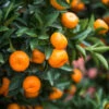 Calamondin Bush -Fast Growing Trees Shop Calamondin2 Bush FGT 600x600 9e8d15f8 b498 4030 97e9 1ec6aaff2b96