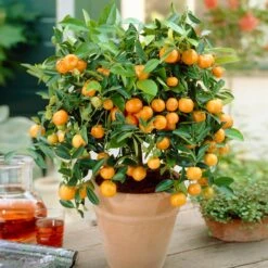 Calamondin Bush 7 Calamondin Bush -Fast Growing Trees Shop Calamondin Bush 1