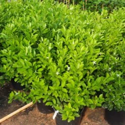 Calamondin Bush 9 Calamondin Bush -Fast Growing Trees Shop Calamondin Bush 7