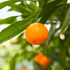 California Honey Mandarin Tree -Fast Growing Trees Shop California Mandarin 3