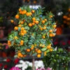 California Honey Mandarin Tree -Fast Growing Trees Shop California Mandarin FGT 600x600 916c5935 1e01 4487 a634 987a74a0da2b