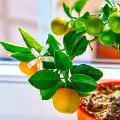 Calamondin Tree -Fast Growing Trees Shop Calomondin 5