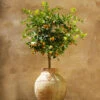 Calamondin Tree -Fast Growing Trees Shop Calomondin FGT 600x600 61fc6ceb be3a 471b 85e2 cdcd99c89a7d