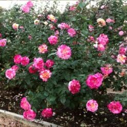 Camille Pissarro™ Rose -Fast Growing Trees Shop Camille Pissarro 3