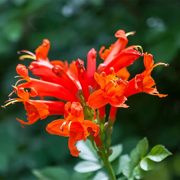 Cape Honeysuckle 1 Cape Honeysuckle