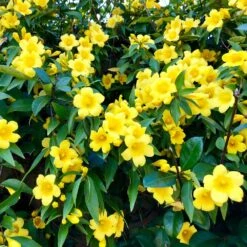 Carolina Jasmine 6 Carolina Jasmine -Fast Growing Trees Shop Carolina Jessamine Yellow Jasmine 1 FGT
