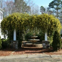Carolina Jasmine 7 Carolina Jasmine -Fast Growing Trees Shop Carolina Jessamine Yellow Jasmine 4 FGT