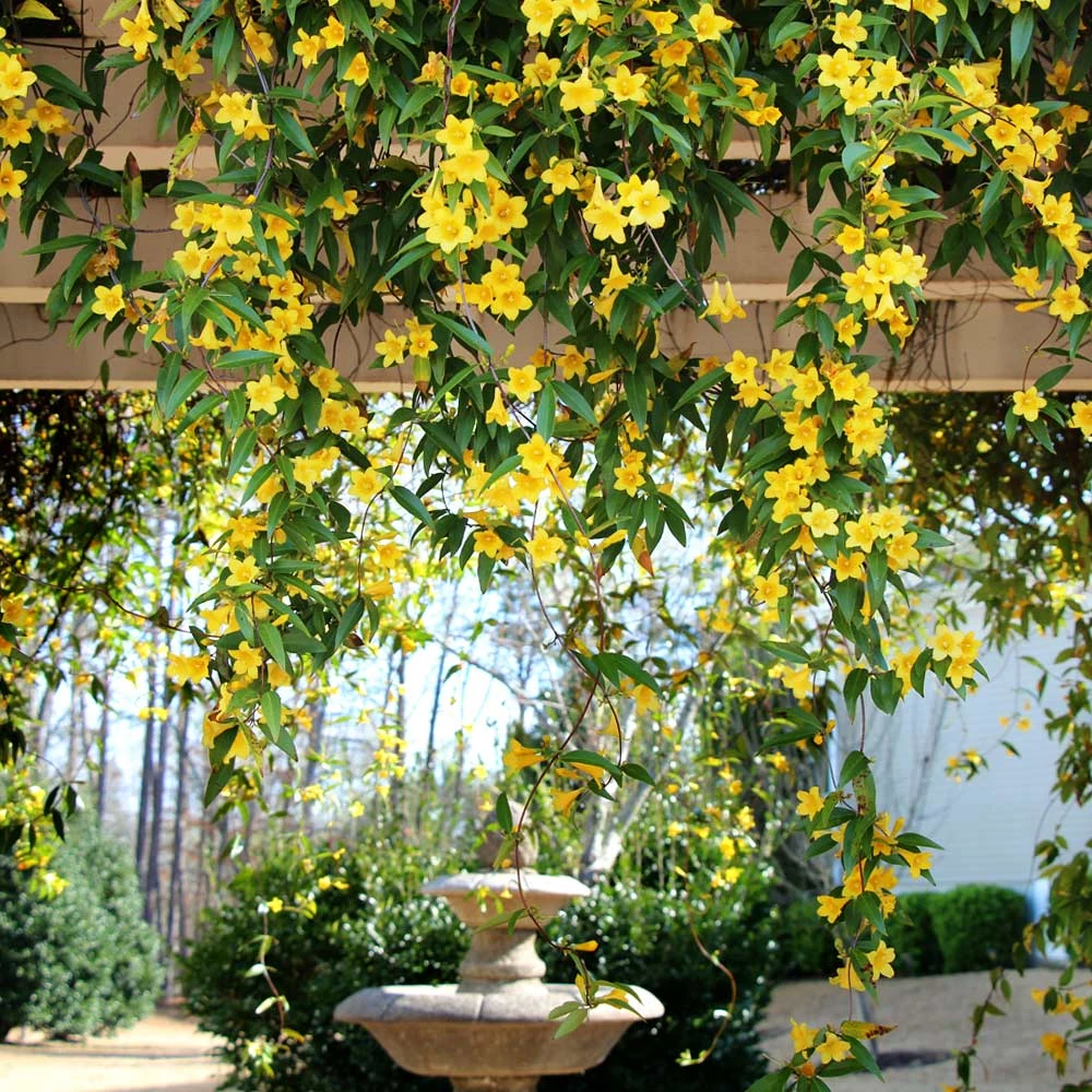 Carolina Jasmine 2 Carolina Jasmine - Image 2
