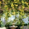 Carolina Jasmine -Fast Growing Trees Shop Carolina Jessamine Yellow Jasmine FGT 600x600 2df64fae 9c59 438a a269 396ce4c7b66d